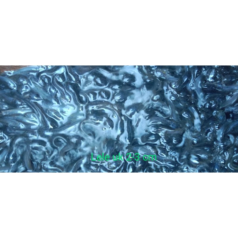 Bibit / BeniH ikan lele uk 2-3 paket 100 ekor