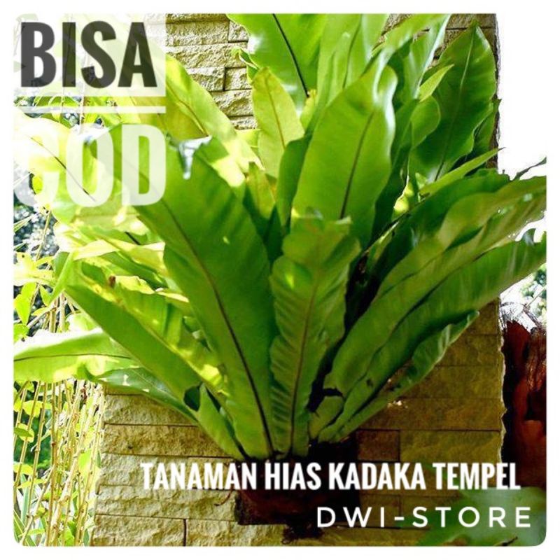 Kadaka Jumbo - Tanaman Hias Kadaka Tempel Kadaka Hutan