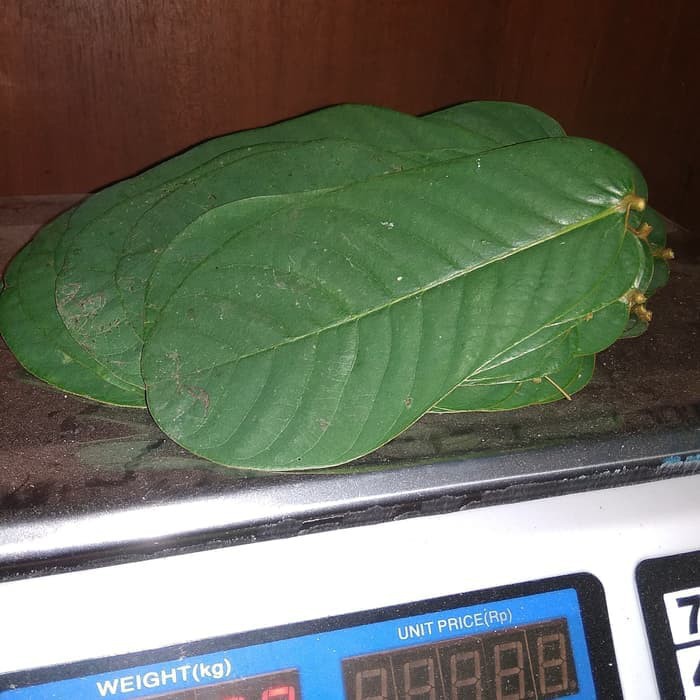 Daun ketepeng 100gr obat kurap Eksim Herpes