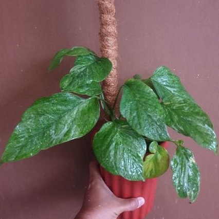 Epipremnum Silver sp Merapi