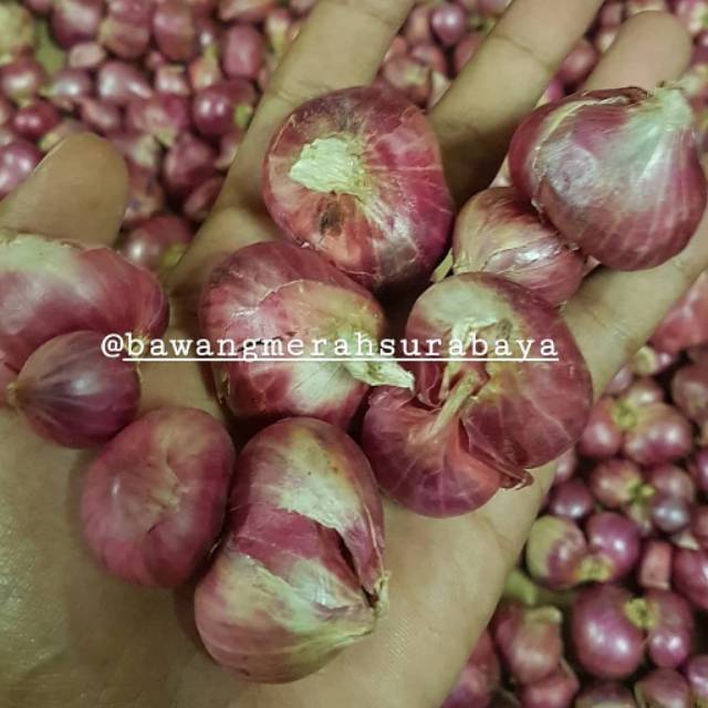 

Bawang Merah Probolinggo