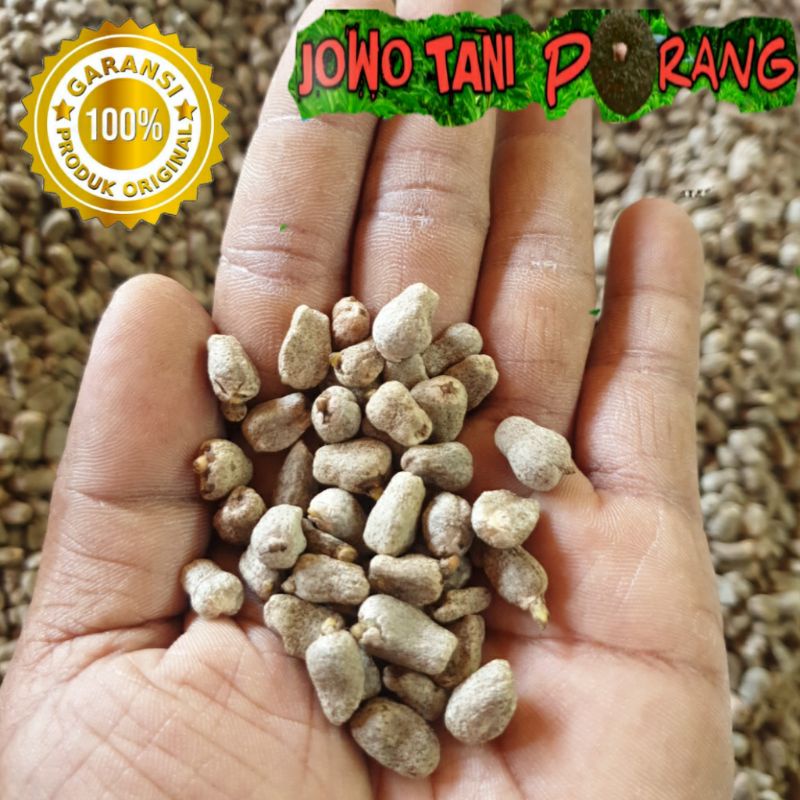 Bibit porang spora super bunga porang per 1 kg isi 5000 sampai 6000 biji bisa COD