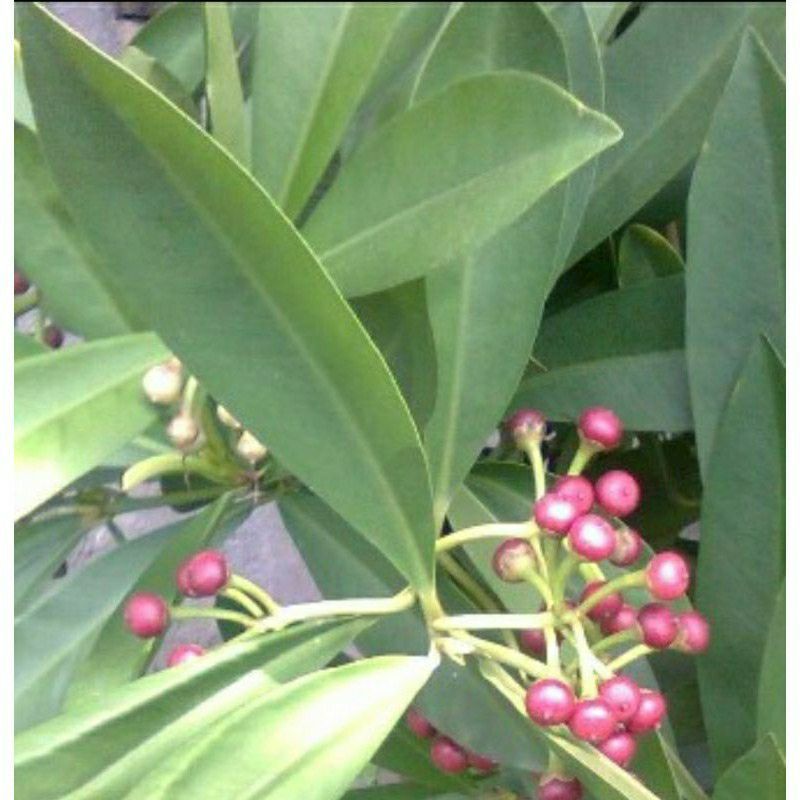 

DAUN tanaman herbal Lampeni / lempeni (Ardisia elliptica) produk berupa DAUN segar fresh 250 gram