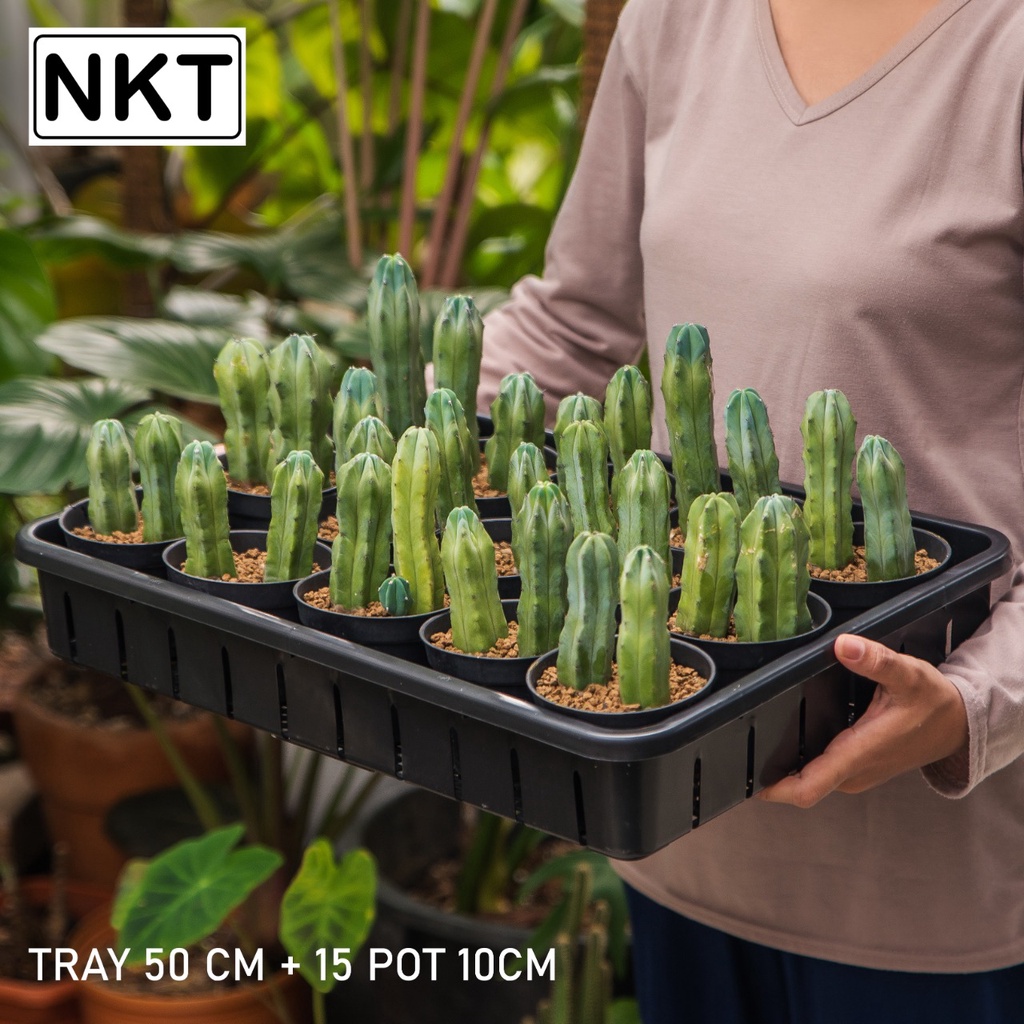 1 SET TRAY + 15 PCS POT HITAM 10CM | TRAY NKT 50CM | TRAY SEMAI BIBIT
