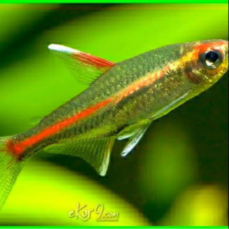 ikan hias neon api