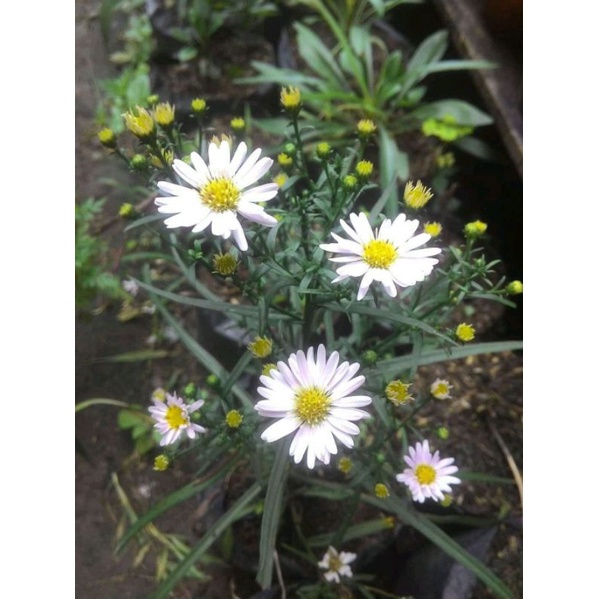 tanaman hias/ aster pikok putih/bunga mahrit putih murah