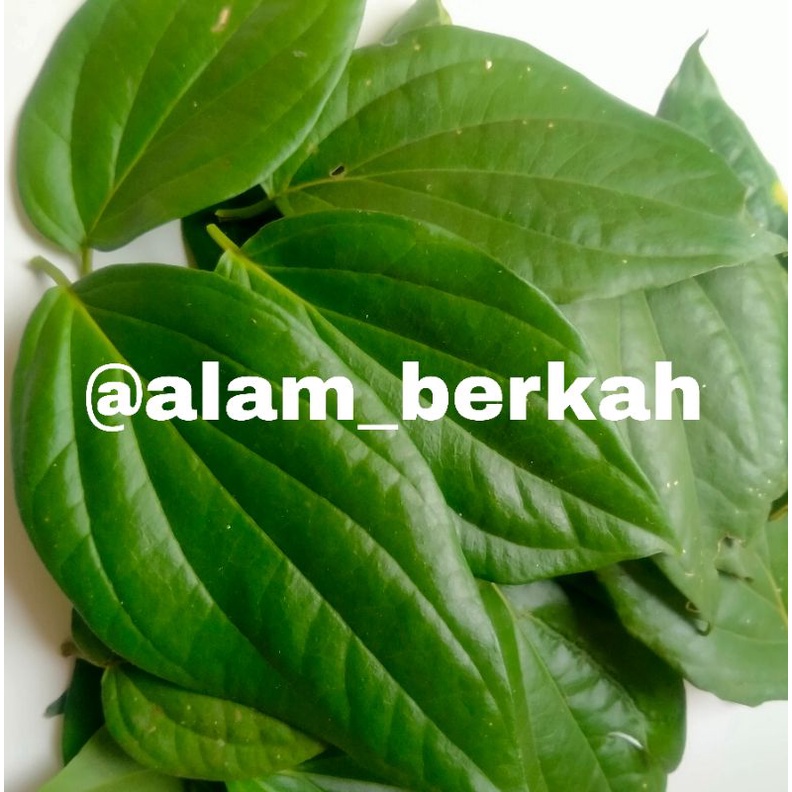 

DAUN SIRIH SEGAR (500gram) daun sirih
