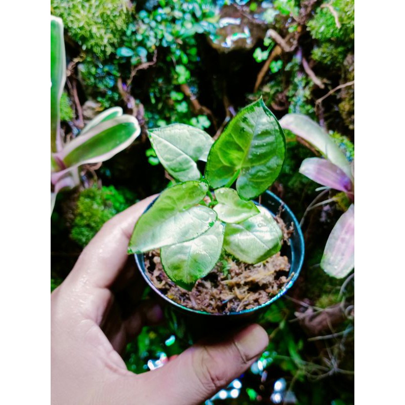 Syngonium mini (paludarium)
