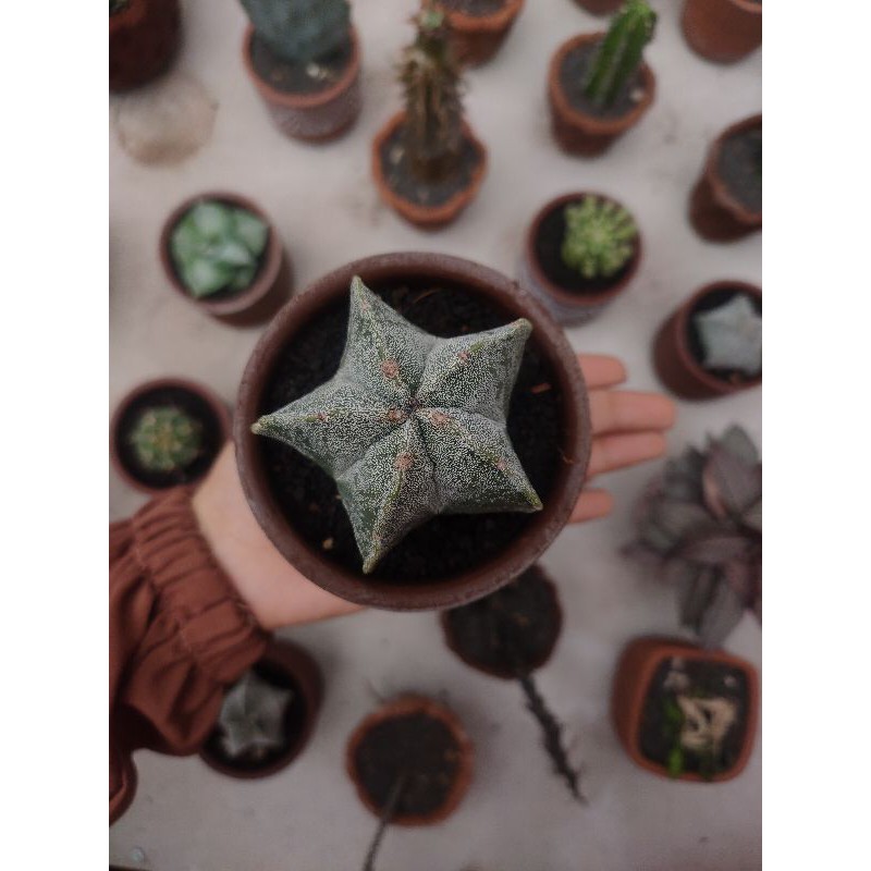 

myriostigma