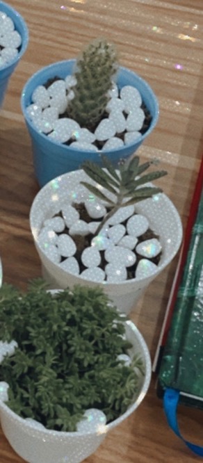 Pot Mini Warna Warni 8 Cm Garden Of Love