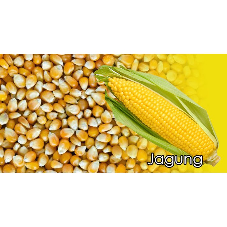 ✧ Jagung besar 1 kilo / 1kg / 1000gram untuk pakan ayam / merpati ✧-4