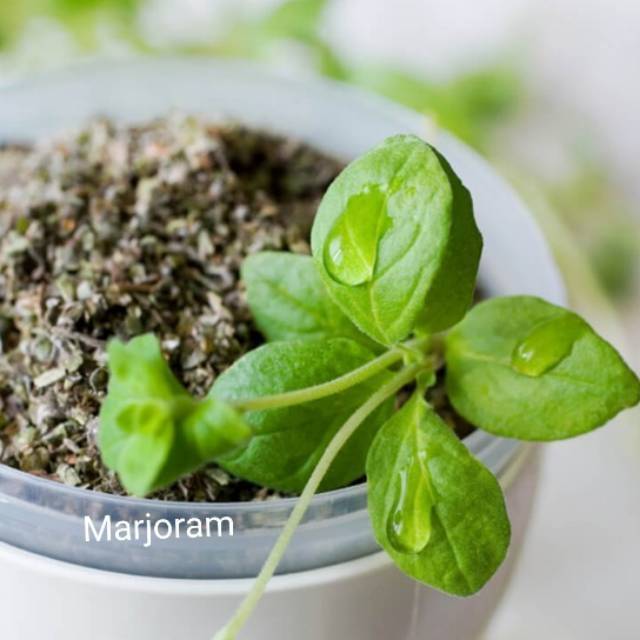 

Marjoram leaf 100gram from Turkey ( produk import )