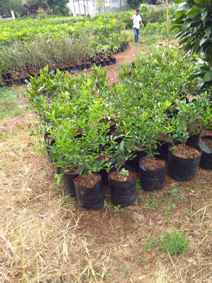 Bibit pohon jeruk nipis / pohon jeruk nipis