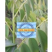 

Daun Gamal segar atou daun dadap cangkering segar per 500 grm