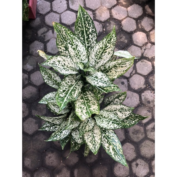 Aglaonema snow white rumpun 10