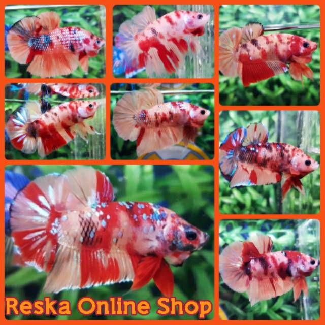 Ikan Cupang Nemo Multicolor Galaxi Male Full Block Size Medium Indukan Top Grade