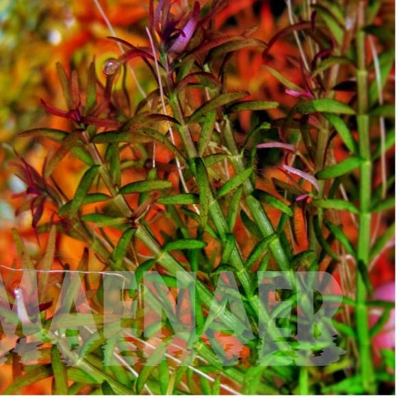 Rotala mexicana "Goias"