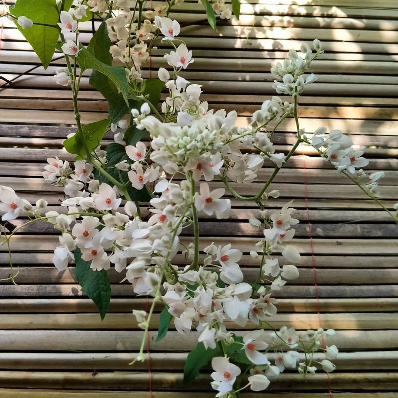 Biji Bunga Air mata pengantin putih isi 50 biji AMP