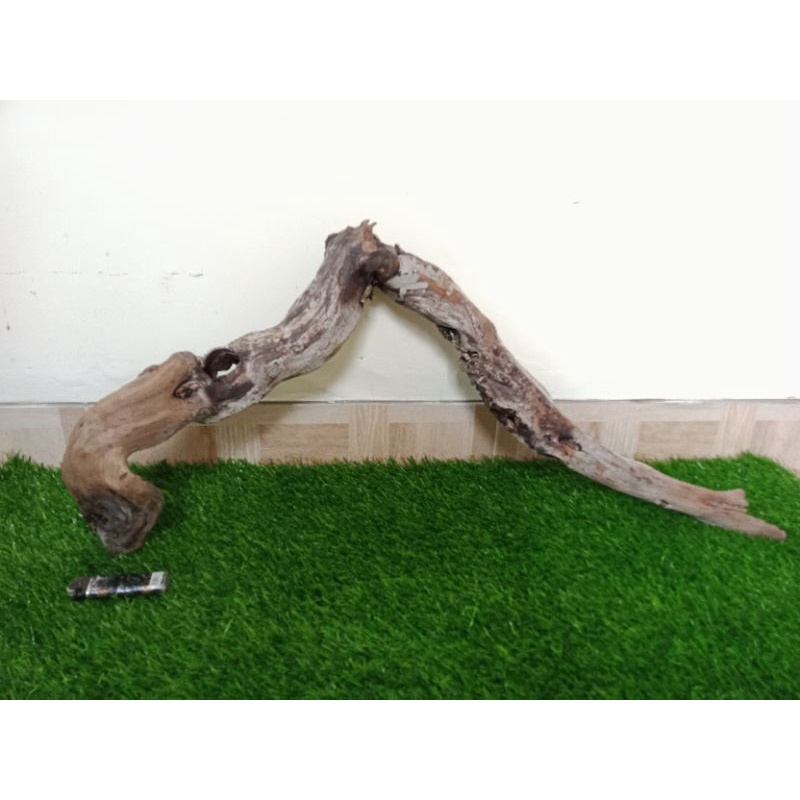 kayu santigi karang atau laut grade A6