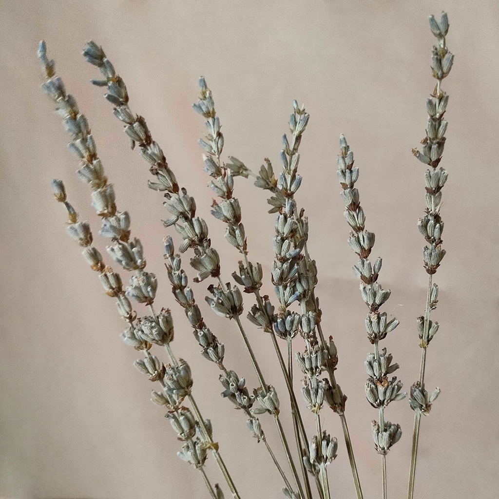 Dried Flower Lavender Bunga Kering Asli Import Dekorasi Hias Pajangan Buket