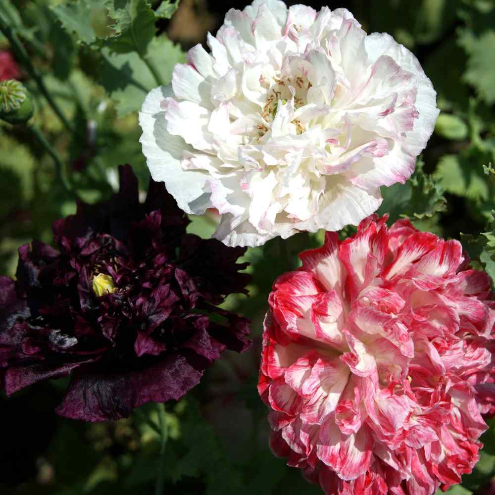 Benih Bibit Biji - Bunga Poppy Paeoniflorum Antique Shades Mix Flower Seeds - IMPORT