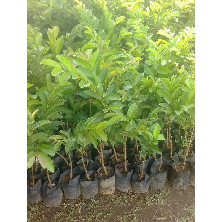 

3 Bibit Jambu Getas Merah Banyak Manfaat Terbaik