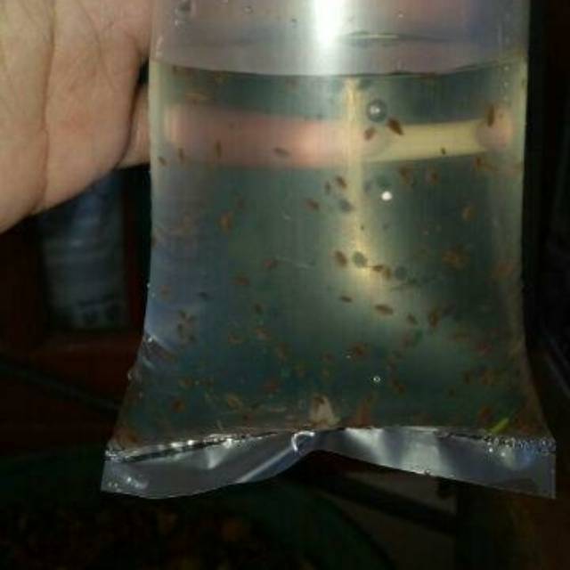 kutu air dm/ kutu air raksasa