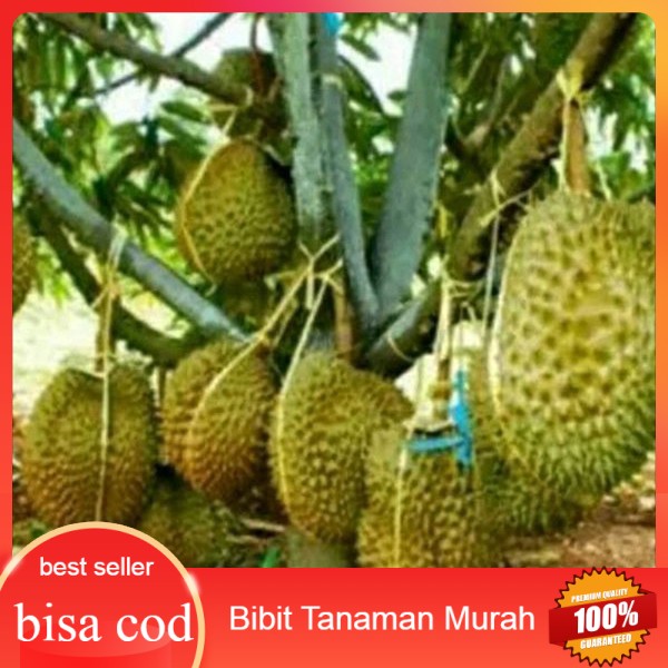 [COD] Bibit durian montong super