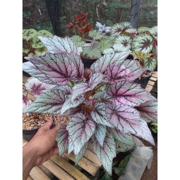 Begonia- Begonia Red Chili - Begonia Bambo - Bibit begonia - bibit