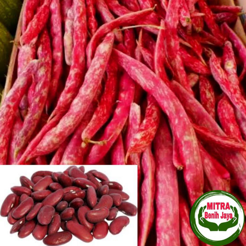 10 Biji Benih Kacang Merah Import F1 / Benih Kacang Merah /Bibit Kacang Merah / Benih Sayuran / Biji