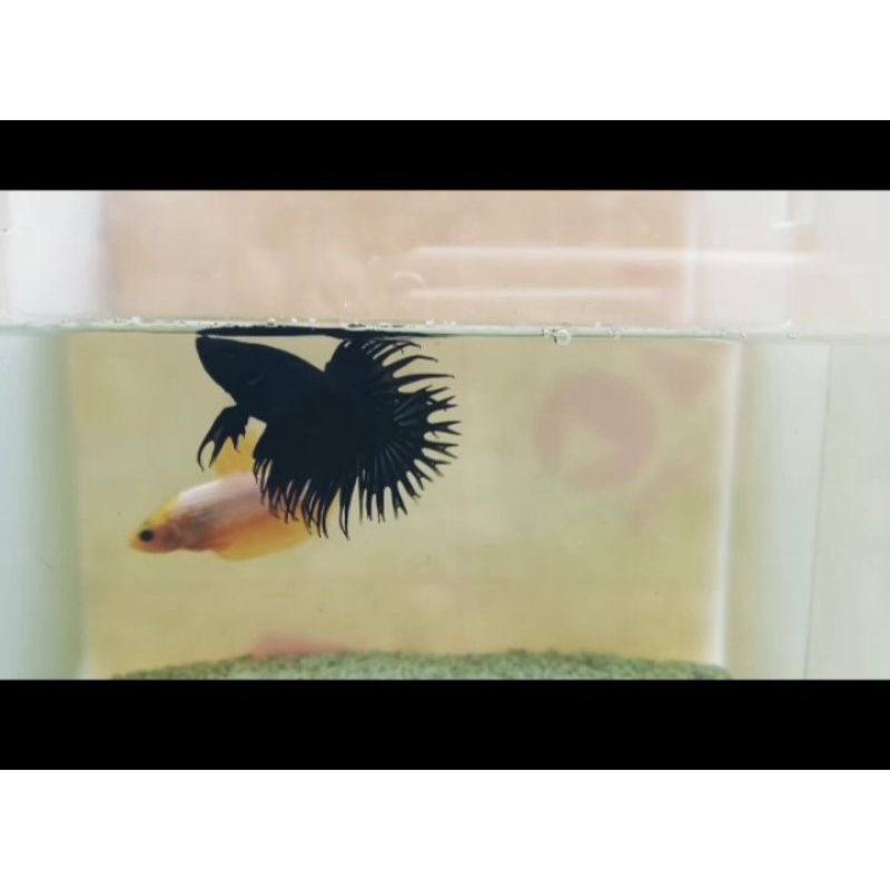CUPANG CROWNTAIL/SERIT JANTAN