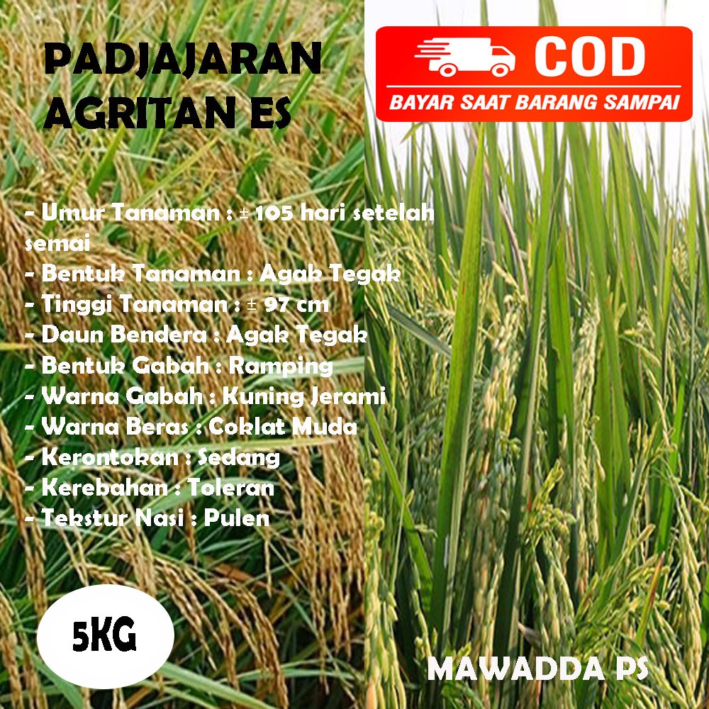 Benih Padi Unggul Padi Padjajaran 5kg