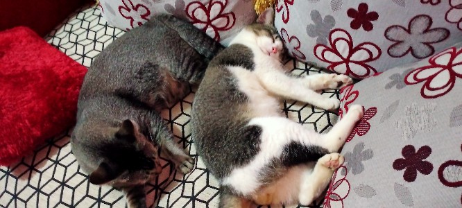 Grendel Jendela Kunci Slot Pintu 2 Ssk Grendel Pintu Slot Jendela Lemari Kunci Pintu 2 Inch Silver