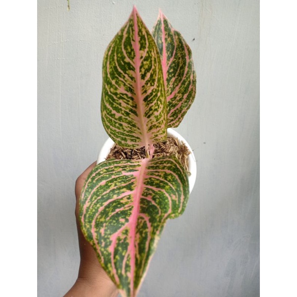 Aglaonema Tamara