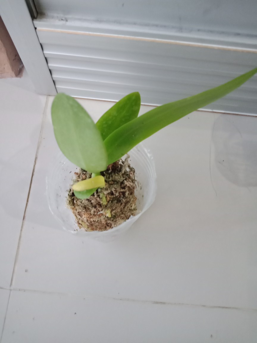 Anggrek Remaja Bulan Hybrid Taiwan Bisa Cod