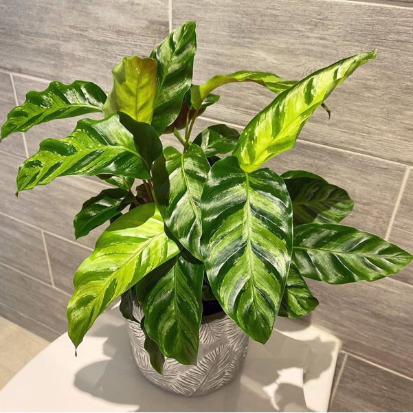  TANAMAN  HIAS PENGHIAS  MEJA Calathea albertii Shopee 