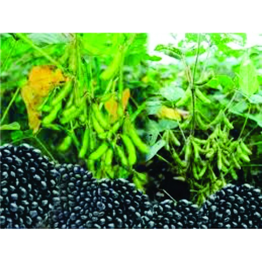 BENIH KEDELAI HITAM BIBIT SAYURAN UNGGUL