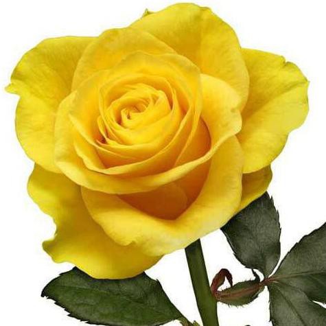 Bibit Tanaman Hidup Bunga Mawar Kuning Yellow Rose Bibit Buah Y I Shopee Indonesia