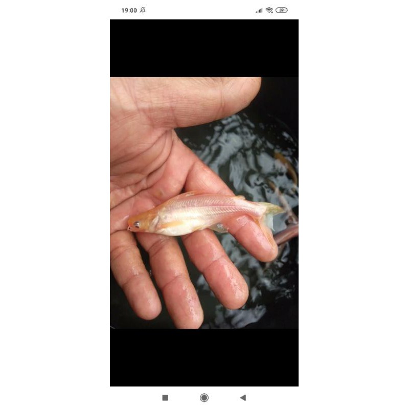 

patin albino size3'in