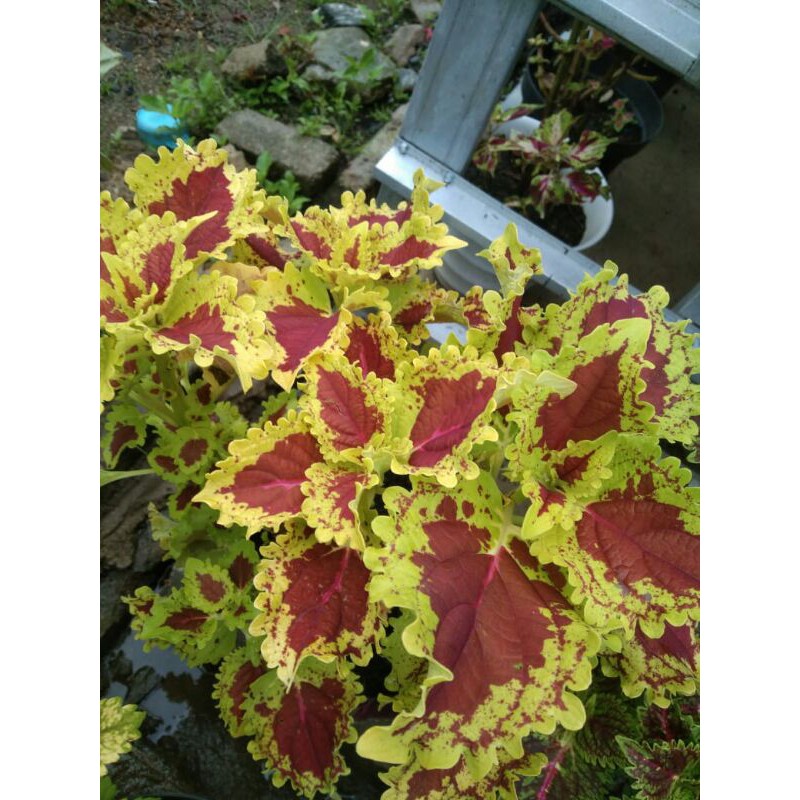 miana#lokal#premium#super#