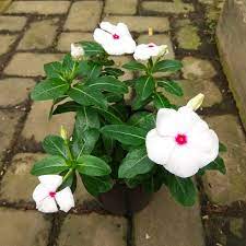 Bibit Tanaman Bunga Vinca Putih (  Catharanthus Roseus )Pohon Hidup