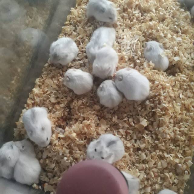 WRT Hamster winter white pearl