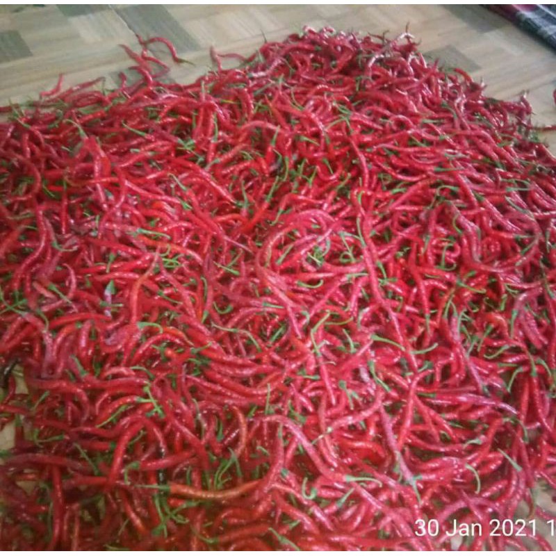 

Cabe merah kriting segar 250gr