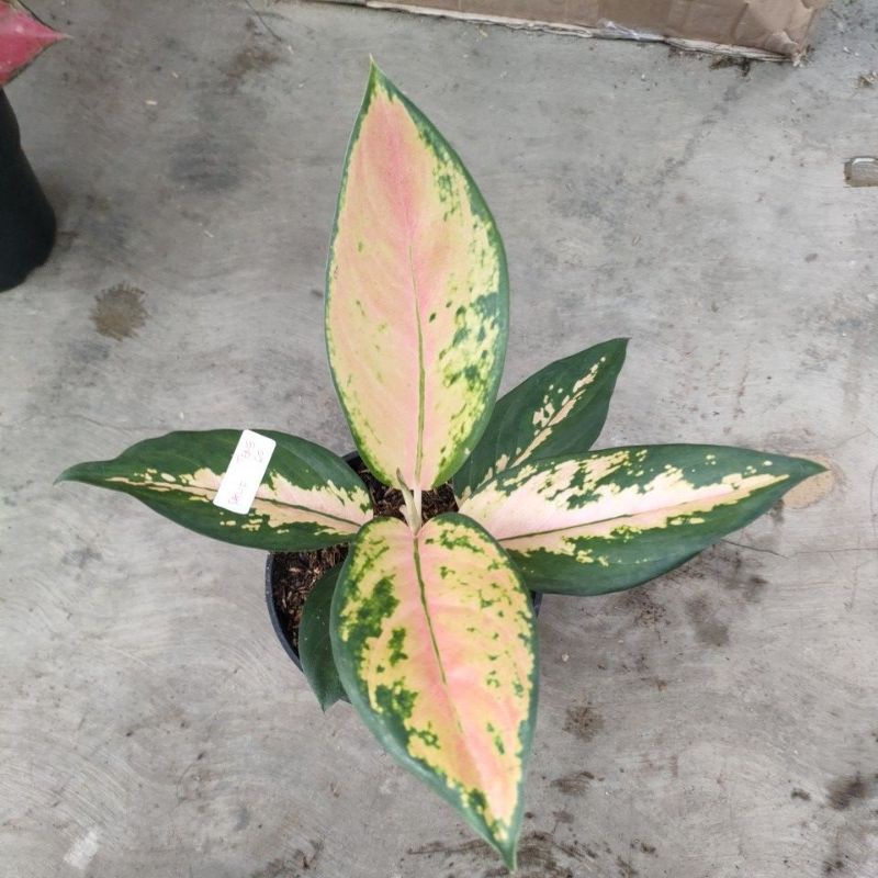 aglonema kocin tembaga