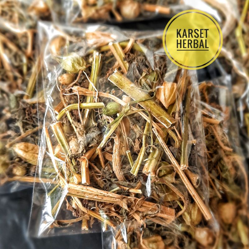 

ciplukan kering kualitas terbaik | daun dan batang cecendet kering | cecenet herbal diabetes reumatik