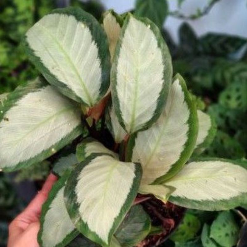 Tanaman hias calathea drag star - calatea - ABR