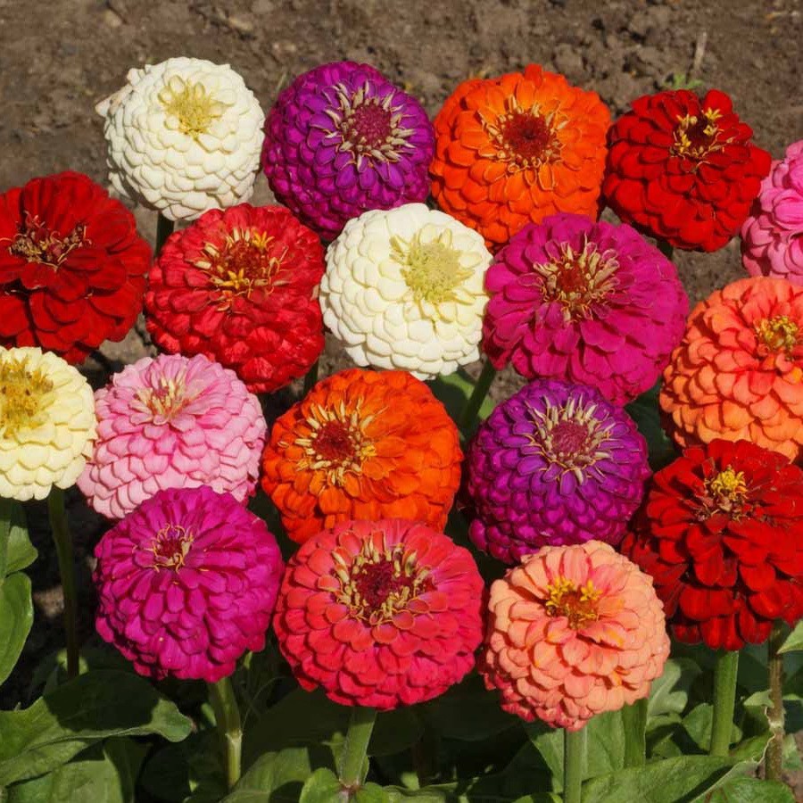 [Best Selling] 4 Seeds - Zinnia Liliput Mixed Haira Seed Biji Benih Bibit - SR0041