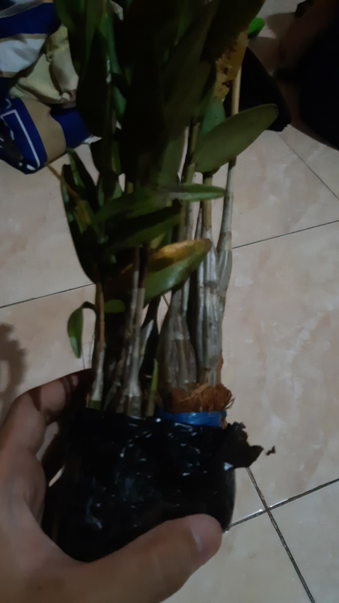 Angrek Dendrodium/merpati Remaja Siap Berbunga