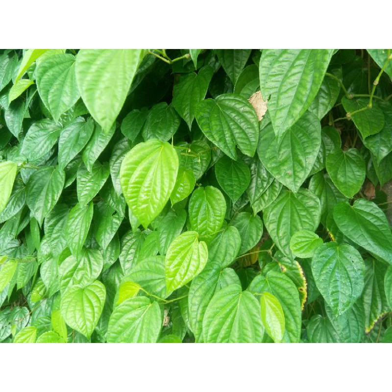 

Daun Sirih segar (1 ikat= 15 lembar)