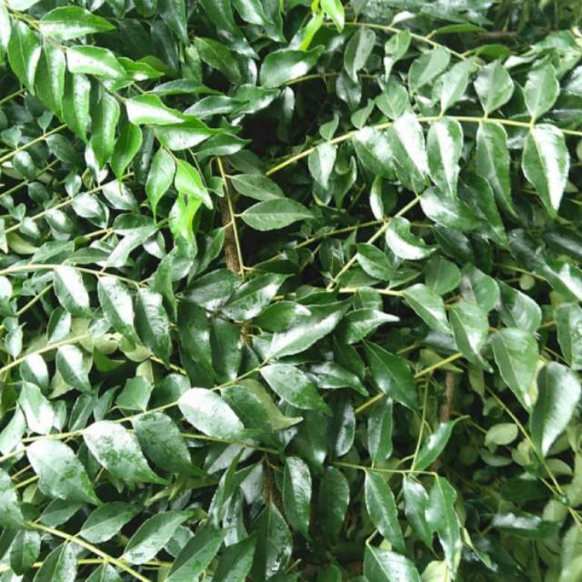 

Daun kari 1 pack, sayur medan